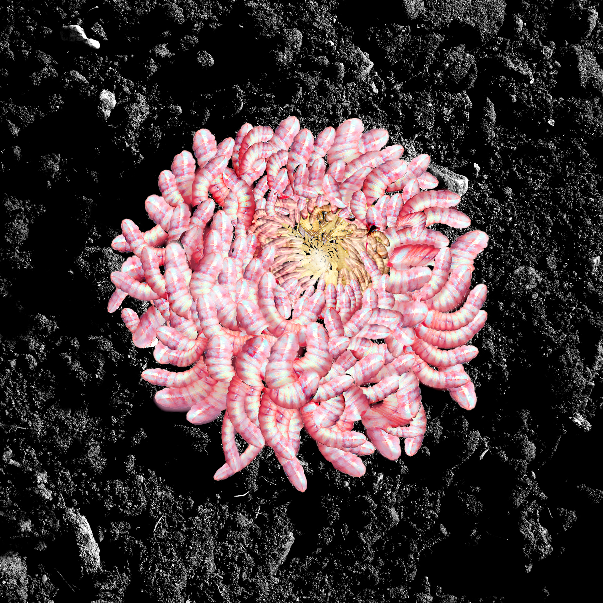  Fotografia przedstawia kwiat chryzantemy zrobiony z pędraków, na tle czarnej ziemi.
