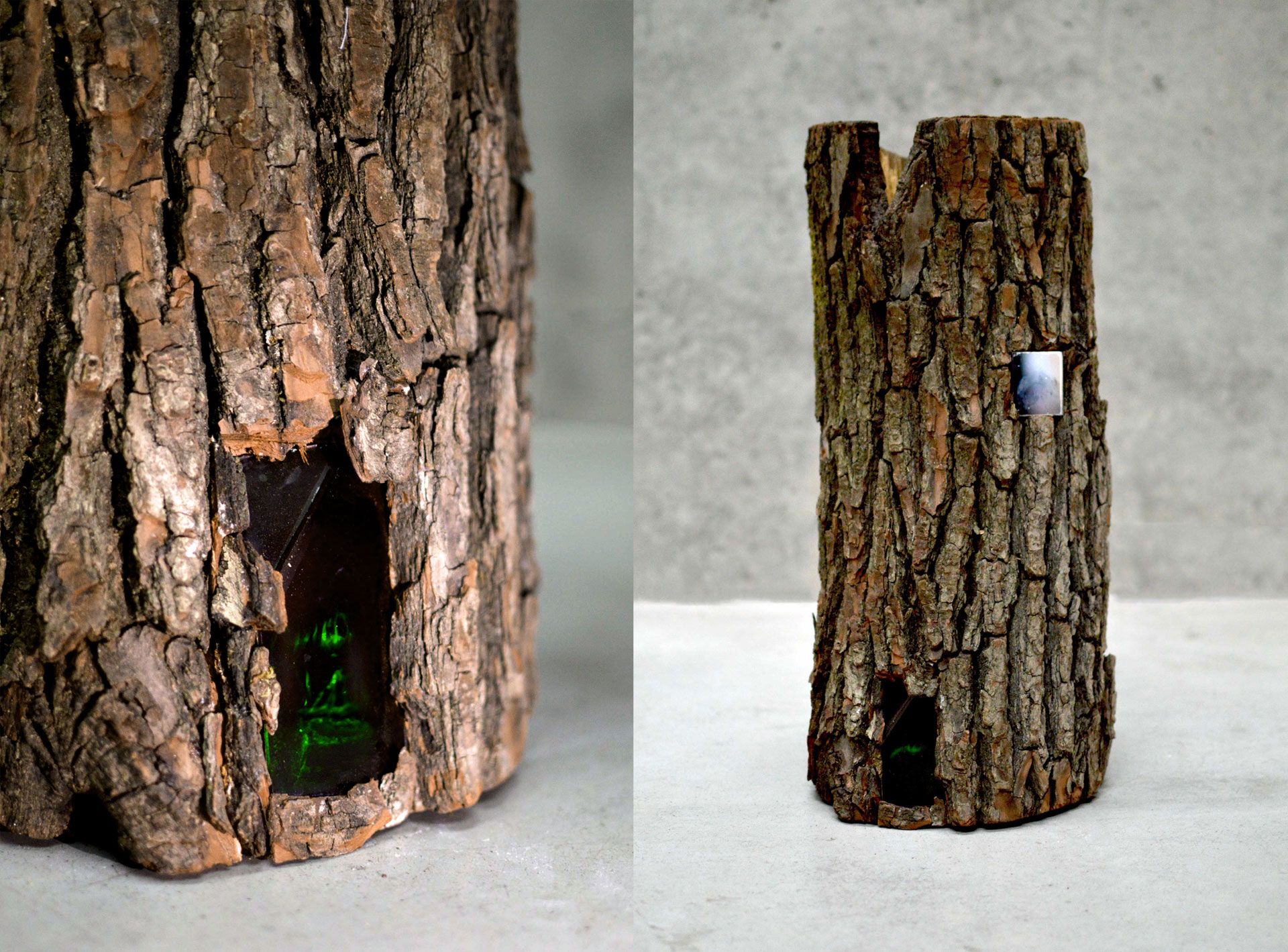 Dwa ujęcia pnia drzewa. W ujęciu po  prawej stronie powiększenie na fragment  z otworem w korze, w którym umieszczona jest szybka z zielony hologramem)pień, hologram