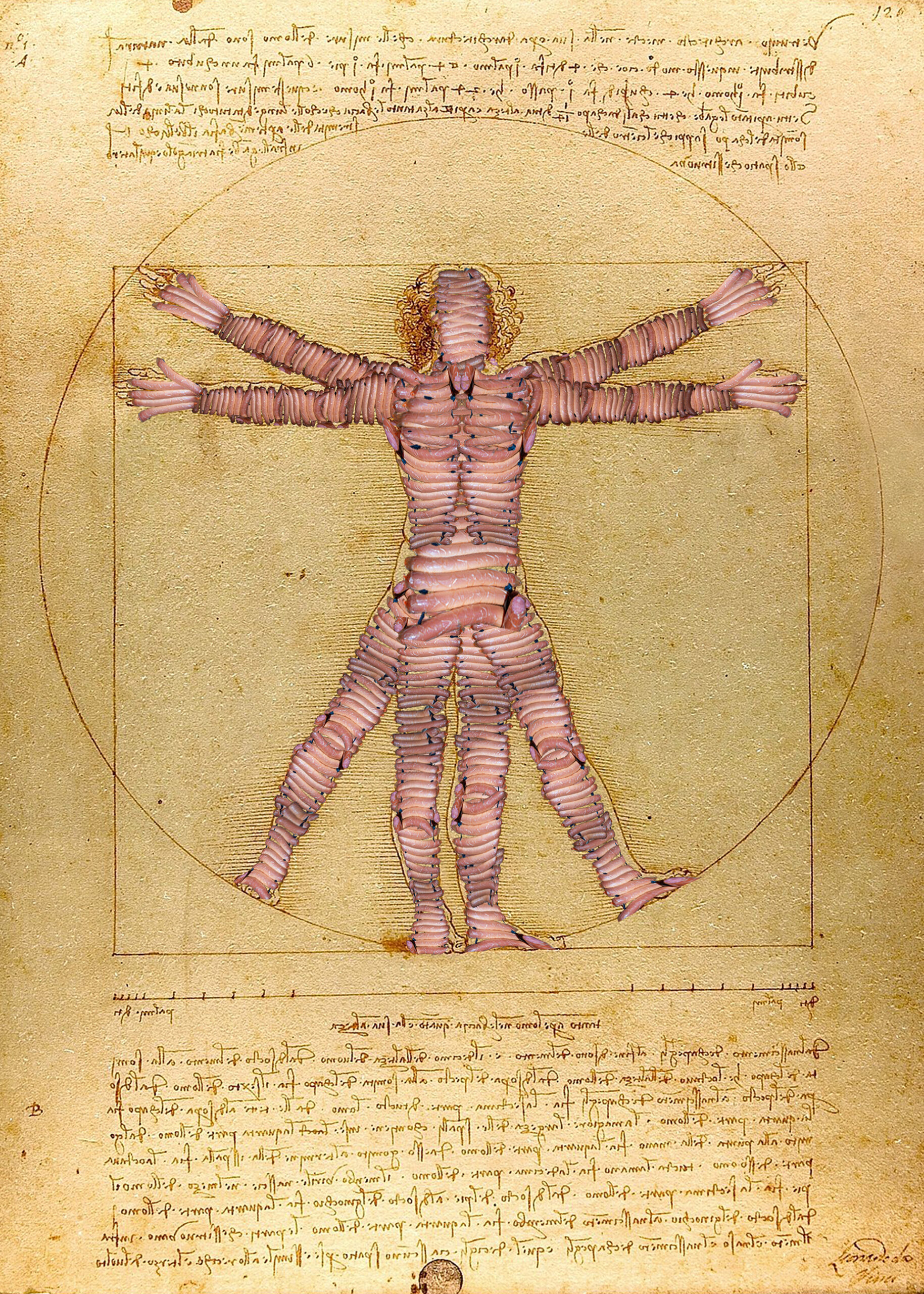 Fotografia przedstawia człowieka zrobionego z parówek, wpisanego okrąg i kwadrat z dokumentu/rysunku  Leonarda da Vinci „Człowiek Witruwiański”.