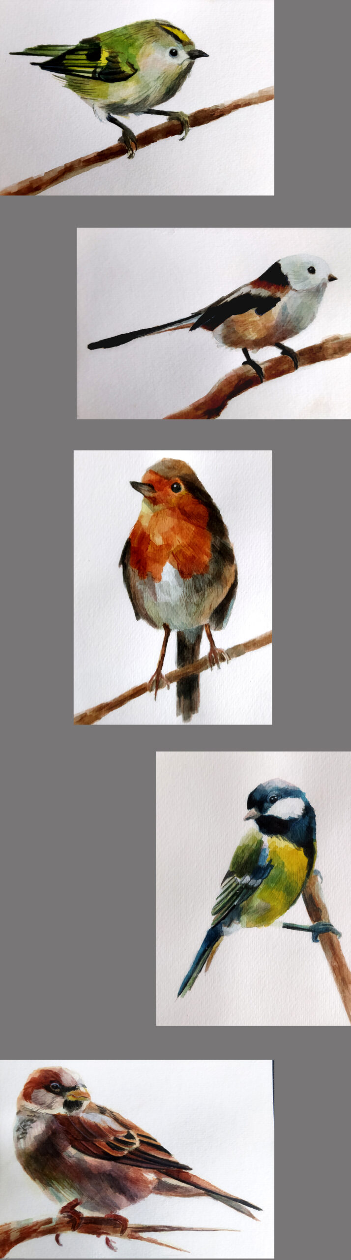 Szkice malarskie pięciu  różnych ptaków.