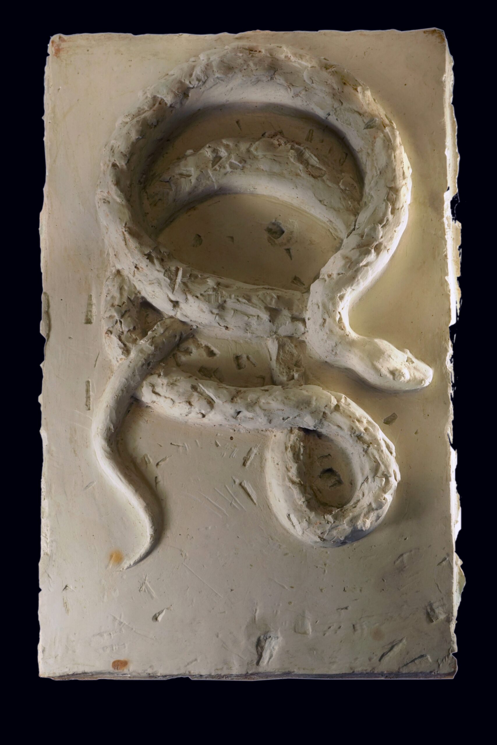 Marcelina Nowaczewska - zdjęcie przedstawia płaskorzeźbę zwijającego się węża, wykonana w gipsie.