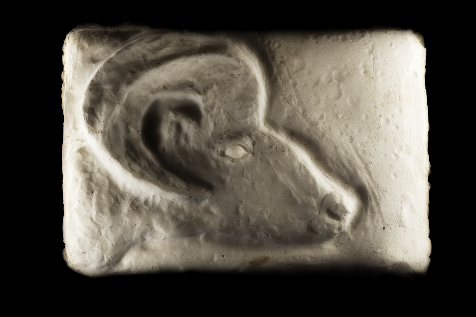 Wiktoria Nowacka - zdjęcie przedstawia płaskorzeźbę ukazującą syntetycznie potraktowany profil barana, wykonana w gipsie.