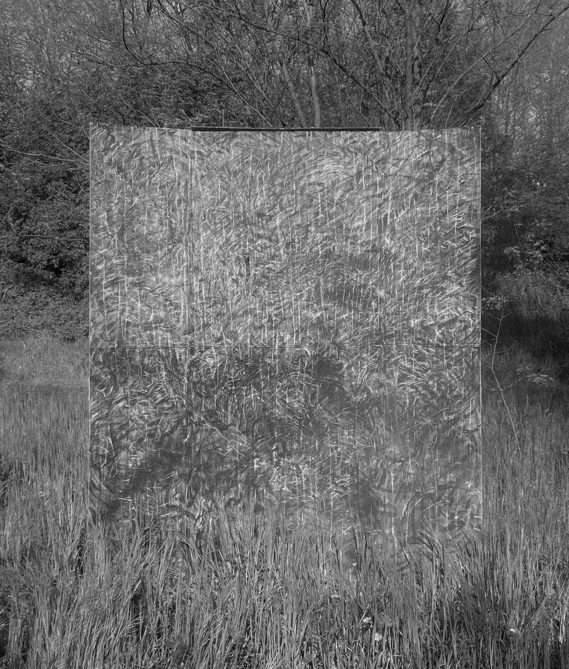 Czarno-białe zdjęcie ukazuje duży kwadratowy obraz na kartonie ukazujący kard łąki z kwitnącymi trawami. Obraz umieszczony w plenerze, łączy się z roślinnością tła i podłoża stanowiąc jej kontynuację. Trawy na obrazie zdają się ruszać  na wietrze.