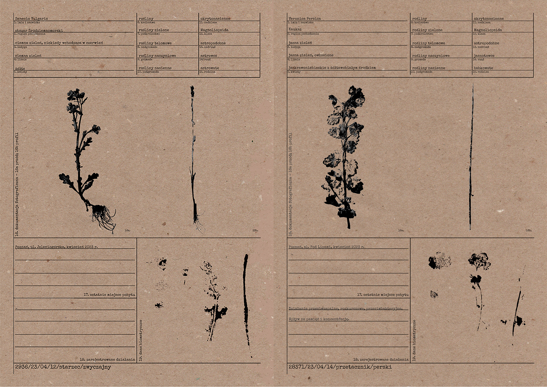 Przedstawienia graficzne chwastów wraz z opisami. Format A4 na brązowym papierze z odzysku.