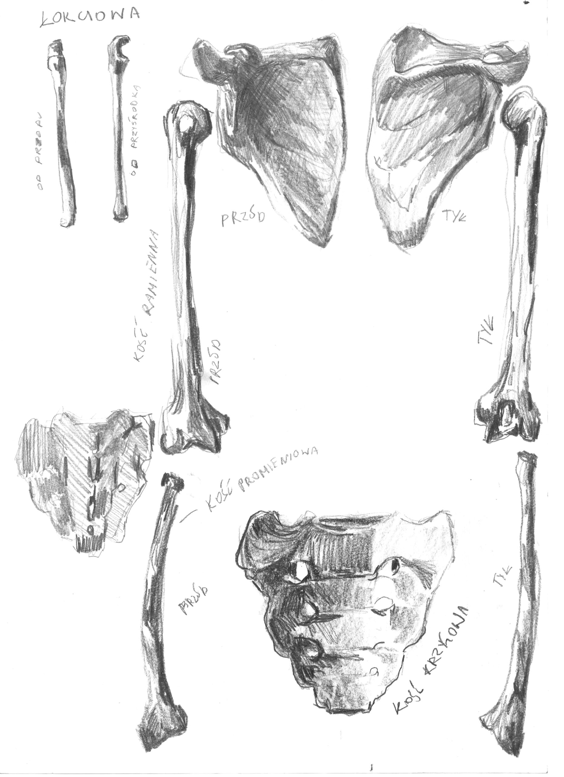 Zdjęcie przedstawia, ekspresyjnie wykonane ołówkiem, studium anatomiczne. Na formacie A5 ukazane są kości ramienna, krzyżowa, promienna i łopatki.