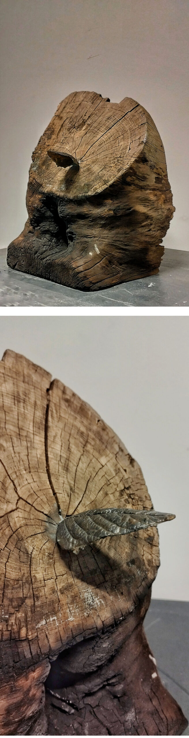 dwa zdjęcia jedno pod drugim, przedstawiające fragment okorowanego, pomarszczonego i w części rozdwojonego pnia drzewa z drugim końcem ściętym ukośnie. W ukośnej płaszczyźnie znajduje się szereg spękań, z dominantą w jej centrum, gdzie został umieszczony, odlany z wosku i pomalowany jak spatynowany na metal, listek. Pierwsze zdjęcie - cała praca stojącej na szarej podłodze na tle białej ściany - widok ¾, drugie  - detal: listek umieszczony w skośnej płaszczyznie, widok z drugiej strony.