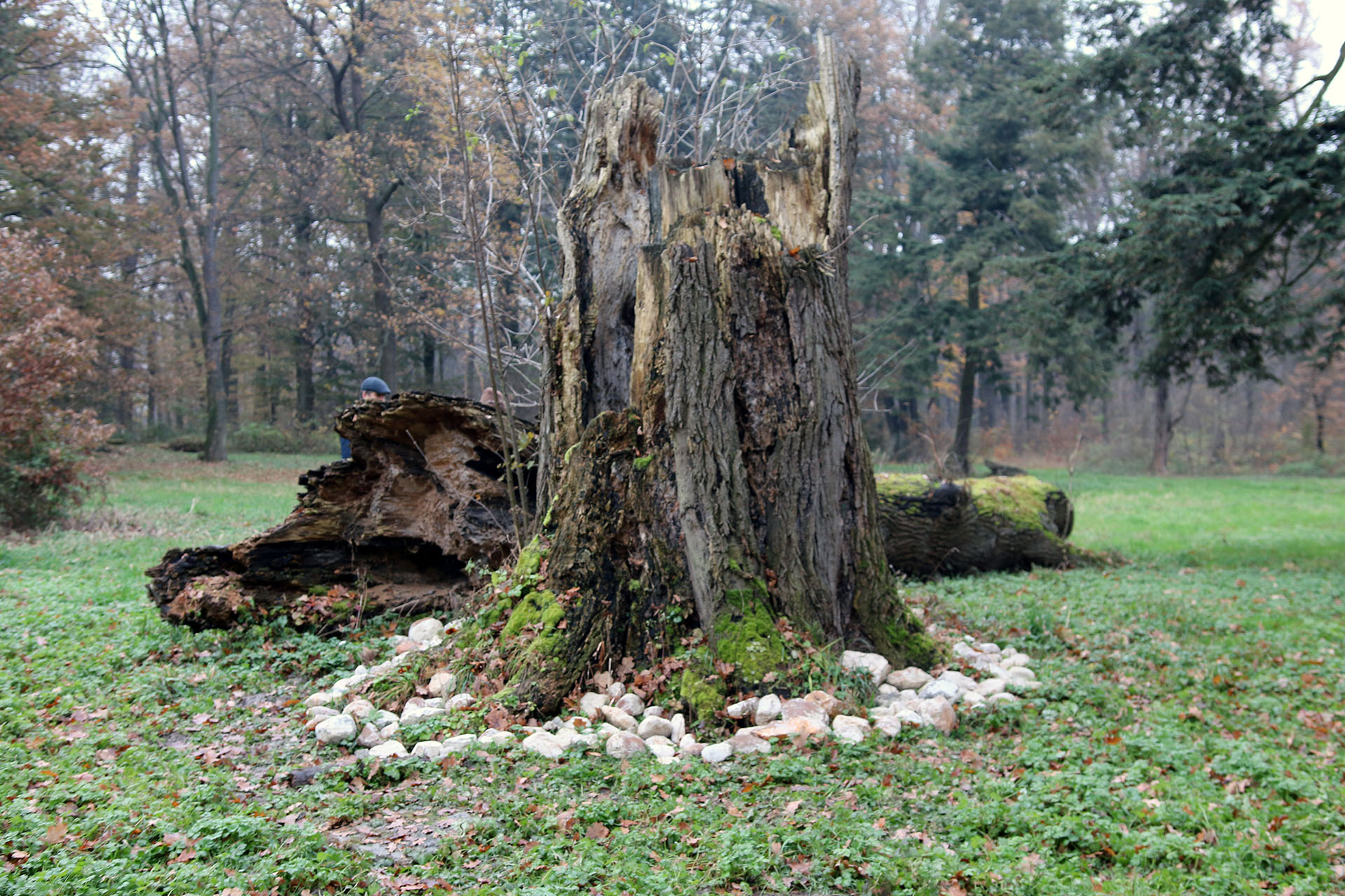 Zdjęcie przedstawia ogromny, spróchniały pień drzewa w lesie, który został obłożony białymi kamieniami