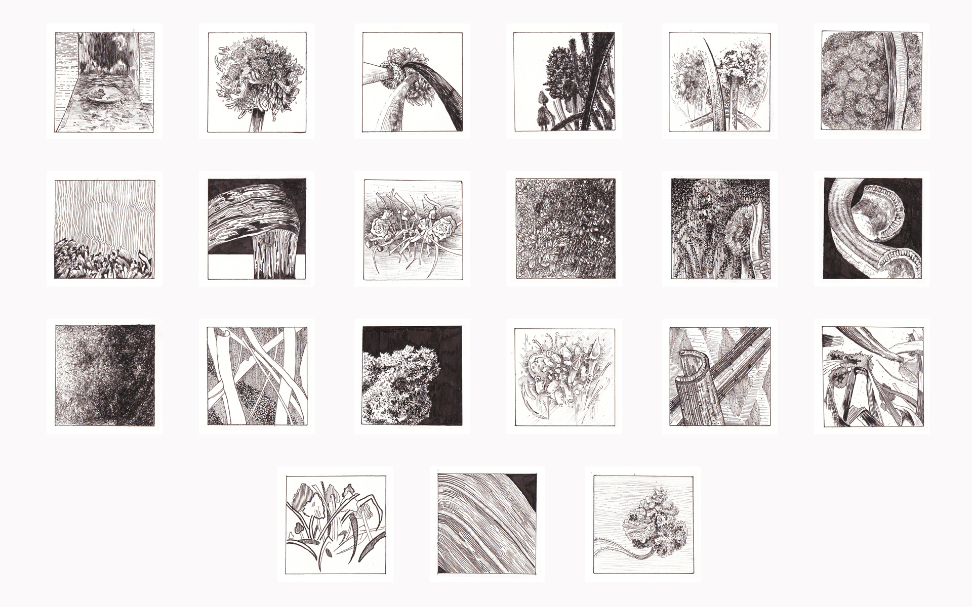  Dokumentacja zawiera kwadratowe rysunki wykonane za pomocą cienkopisu w czerni. Studium kwiatu. 