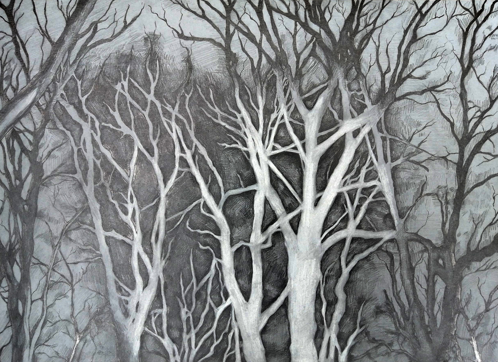 Rysunek na szarym papierze przedstawiający skupisko zimowych drzew nocą oświetlonych w centralnej części. Rysunek przypomina fotograficzny efekt. Wydaje się zatrzymany pomiędzy negatywem a pozytywem.