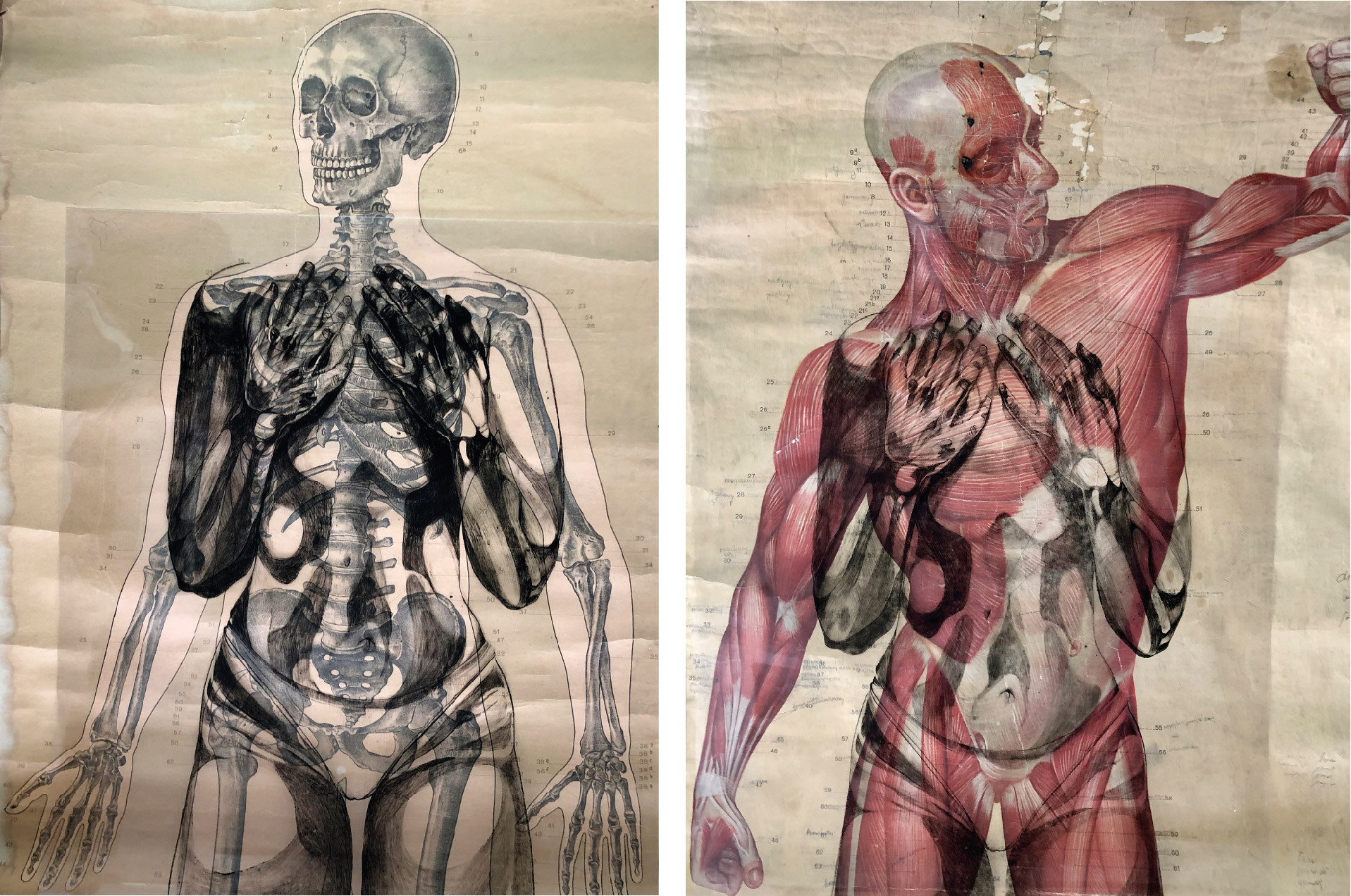 Obraz przedstawia anatomiczne plansze. Na jednej układ kostny, na drugiej mięśniowy. Na obie plansze nałożone są półprzejrzyste folie z czarno białym rysunkiem ciała nagiej dziewczyny, zakrywającej piersi rękami.
