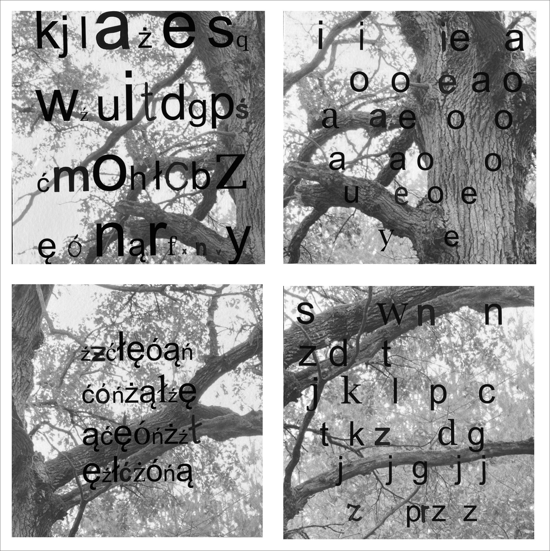 Cztery obrazy liternicze, w formacie kwadratu, fotografie czarnobiałe – motywy roślinne, kolaże literowe, pismo ręczne, komputerowe, wydruki na sztywnym podkładzie  