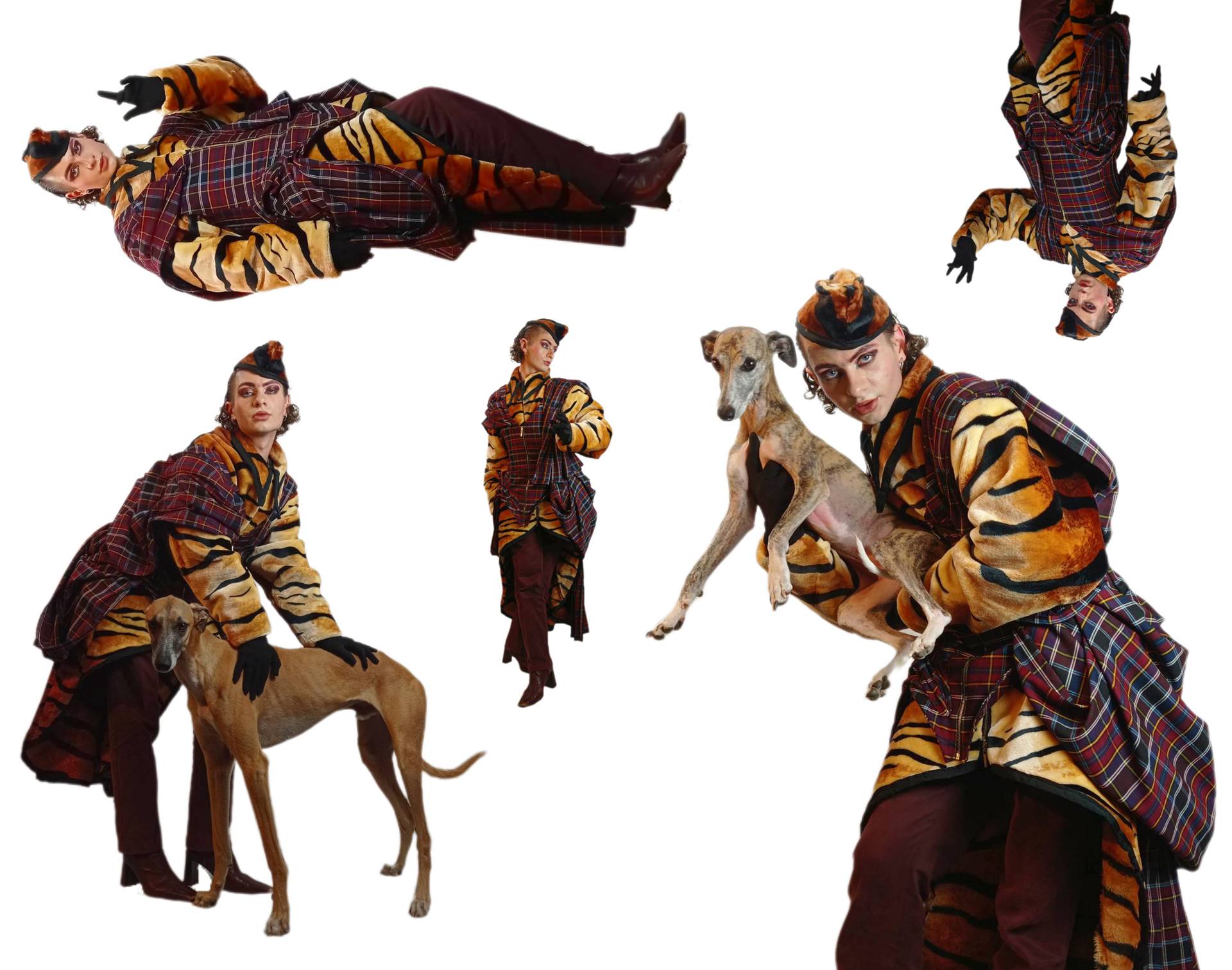 Kompozycja ze zdjęć mężczyzny w ubiorze w kratę i wzór tygrysa pozującego z psem. Białe tło