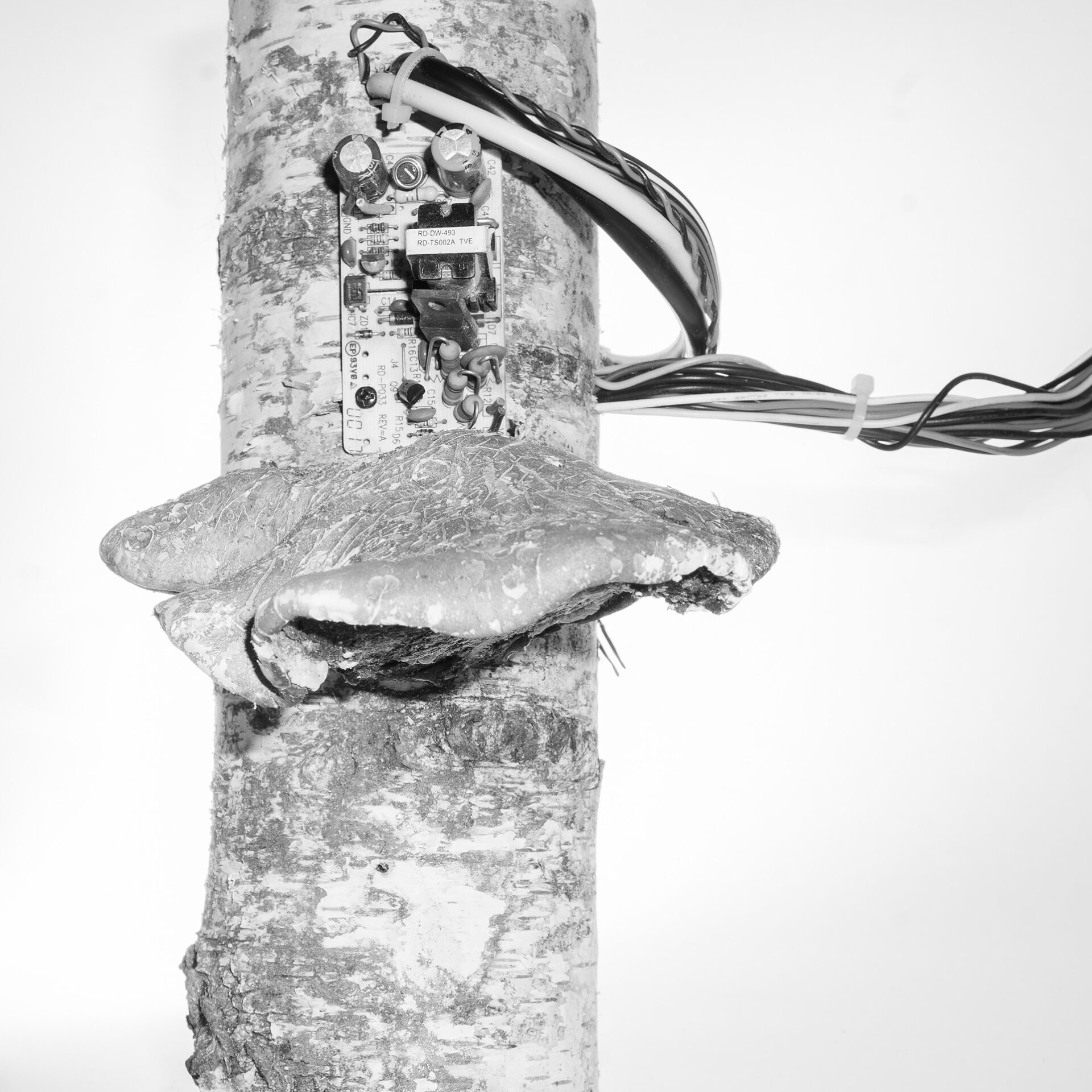 Fotografie przedstawiają hybrydy roślin i elementów pozyskiwanych z odpadów urządzeń elektronicznych. Są to formy konstruowane do czarno białej fotografii.