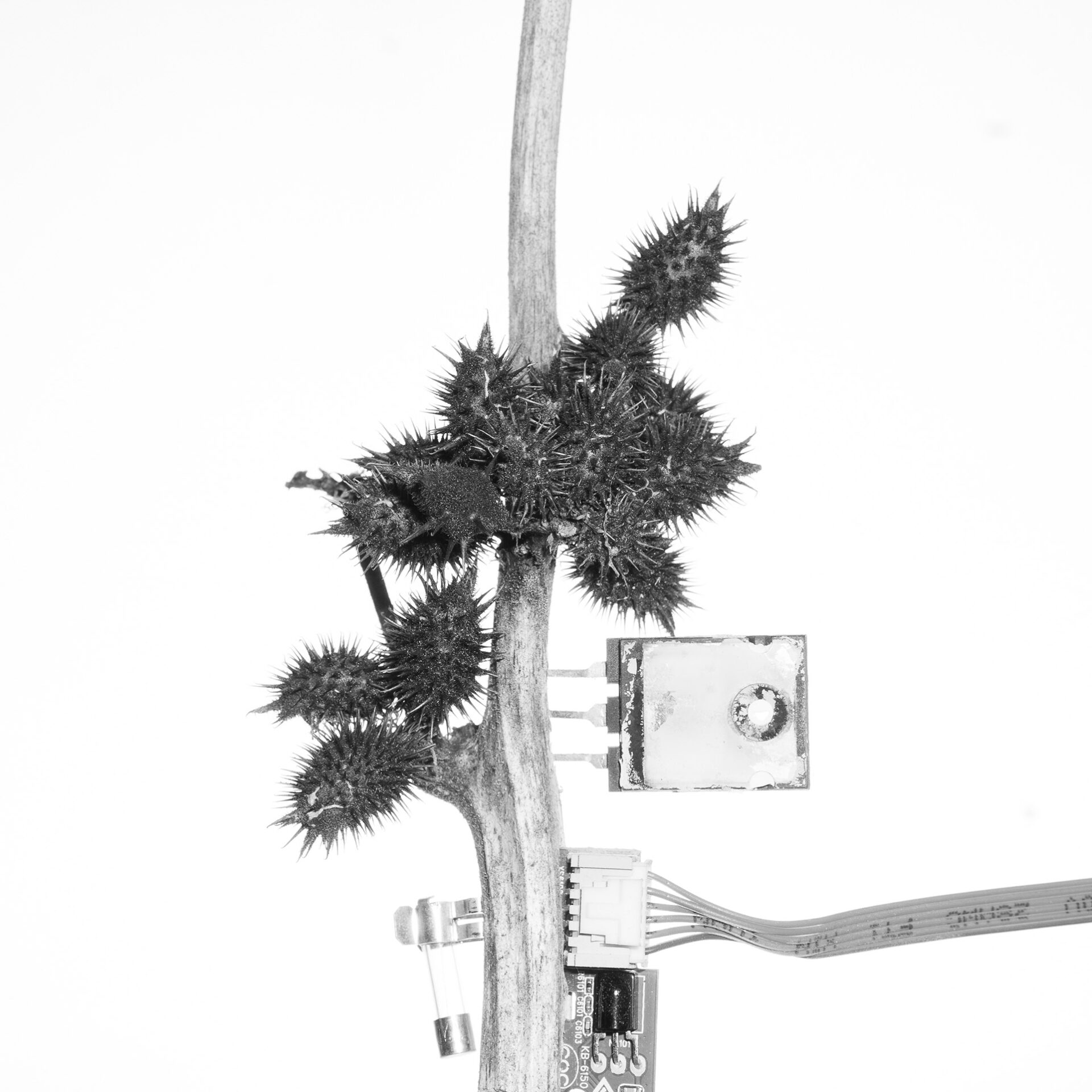 Fotografie przedstawiają hybrydy roślin i elementów pozyskiwanych z odpadów urządzeń elektronicznych. Są to formy konstruowane do czarno białej fotografii.